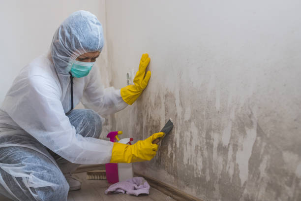 Best Best Mold Removal Companies  in San Anselmo, CA