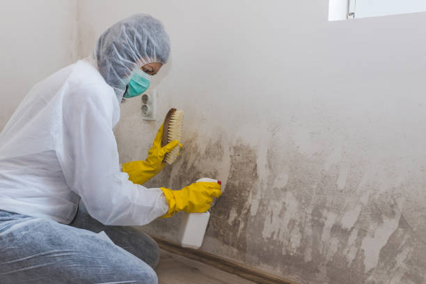 Mold Removal and Inspection in San Anselmo, CA