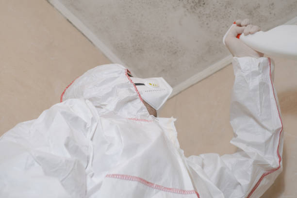 Best Attic Mold Removal  in San Anselmo, CA