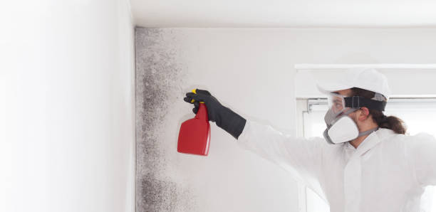 Mold Testing and Removal in San Anselmo, CA