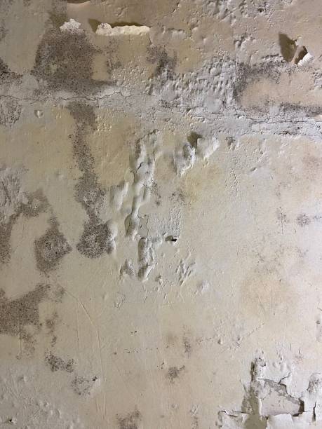 Best Emergency Mold Removal  in San Anselmo, CA