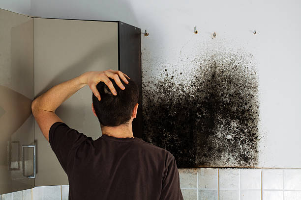 Best Office Mold Removal Services  in San Anselmo, CA