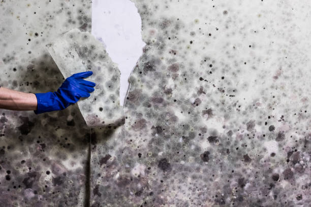  San Anselmo, CA Mold Removal Pros