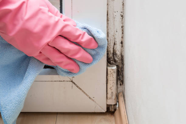 Best Home Mold Removal  in San Anselmo, CA