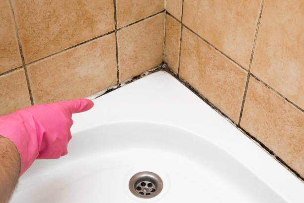 Best Mold Testing and Removal  in San Anselmo, CA