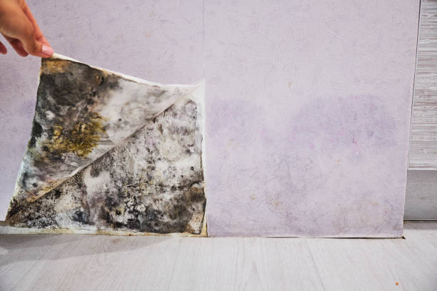 Best Local Mold Removal Service  in San Anselmo, CA